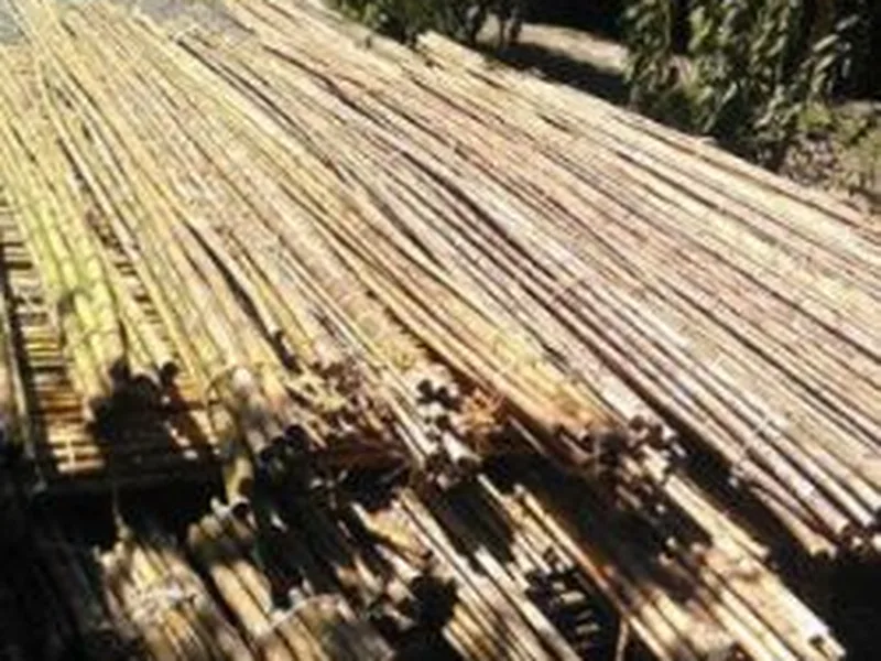 Coligues Largo: 1,0 m